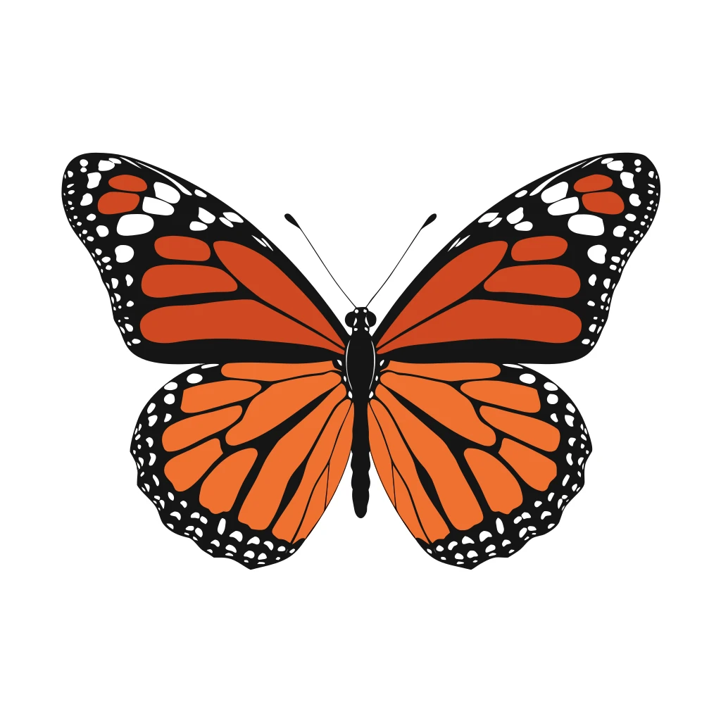 Butterfly Vector Art